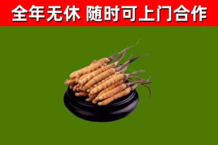 江津区回收冬虫夏草