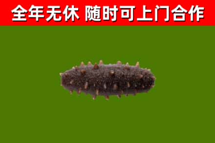 江津区回收海参干